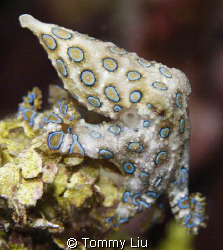 sunset dive, saw this cute blue ring~ by Tommy Liu 